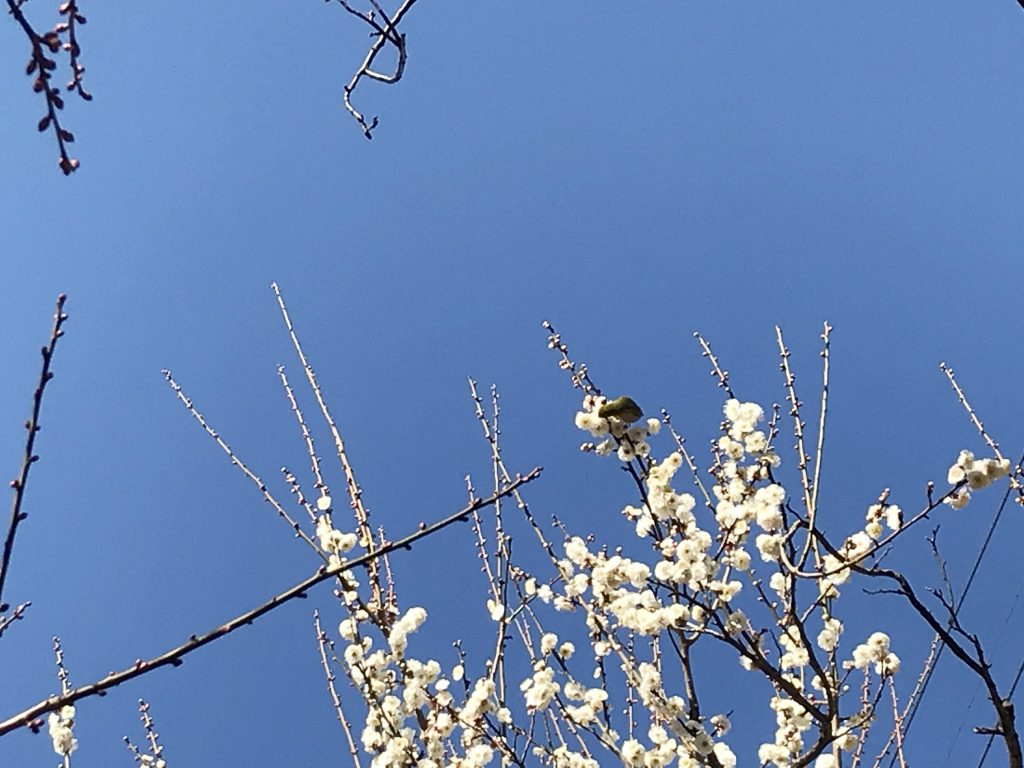 梅の花